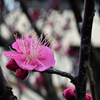 D7K_3573R