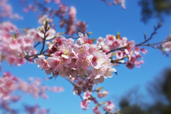 サクラ with センターイメージフィルタ