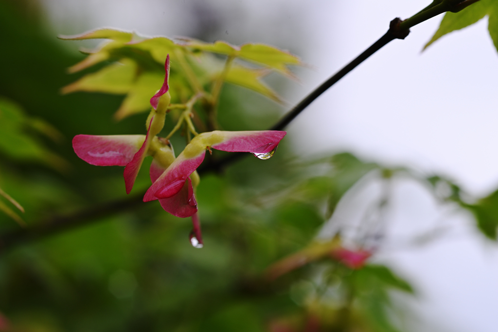 雨上がりの公園