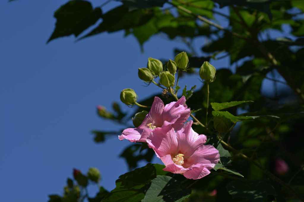 青空と花