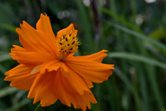 オレンジで八重の花