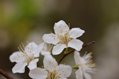 桜梅桃李