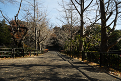 イチョウの木も冬姿