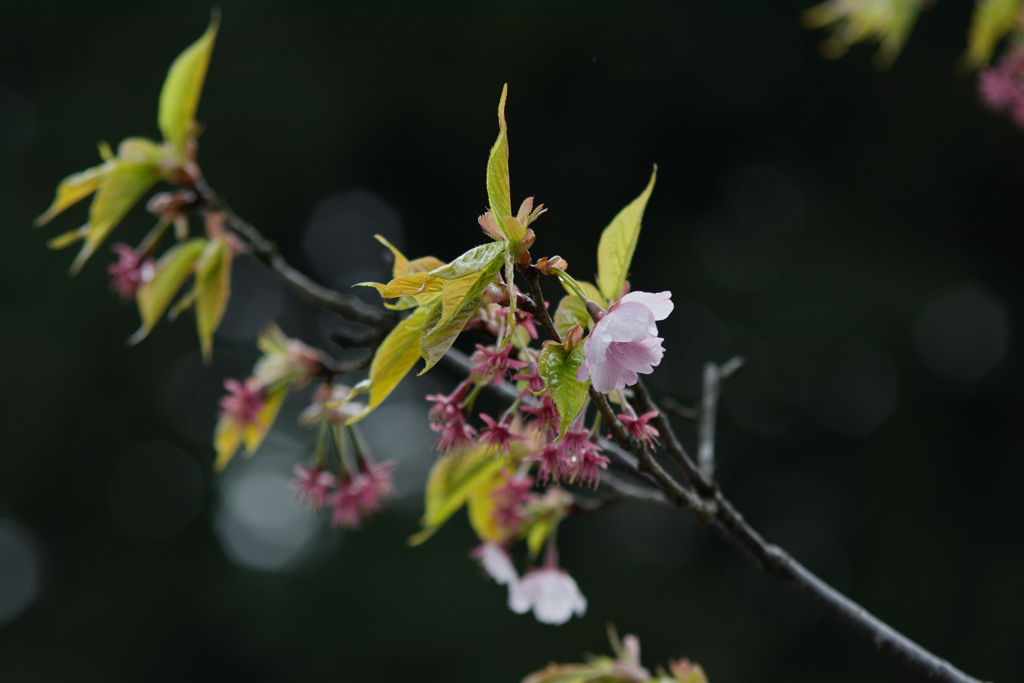 若葉芽吹く候