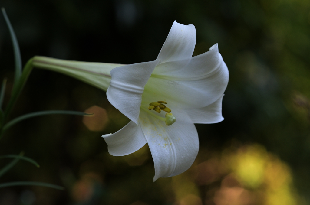 White trumpet