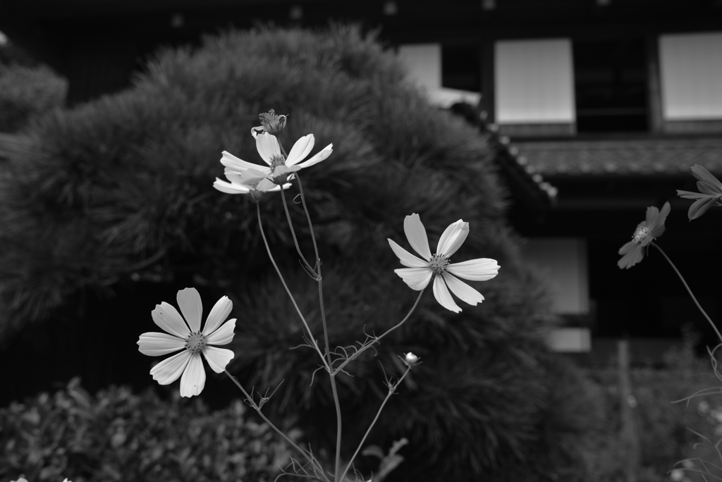 白いコスモス