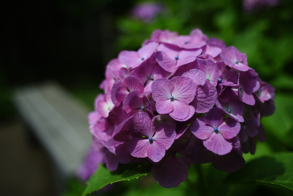 ベンチと紫陽花