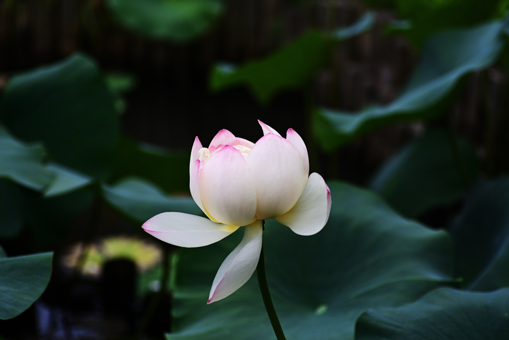 D6H_6303R