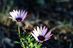D7K_2917R