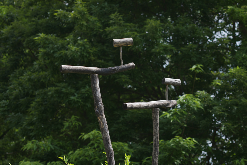 鳥？を撮る