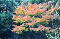 D5K_7558Raw