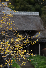 寺の蝋梅