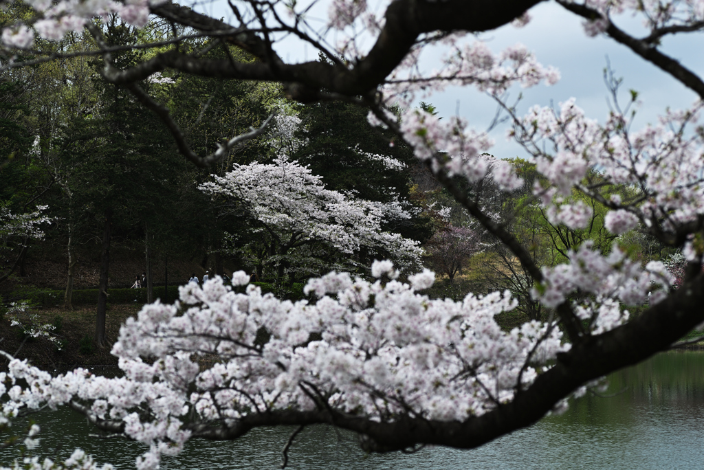 あっちの桜・こっちの桜