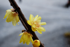 今週が見頃です