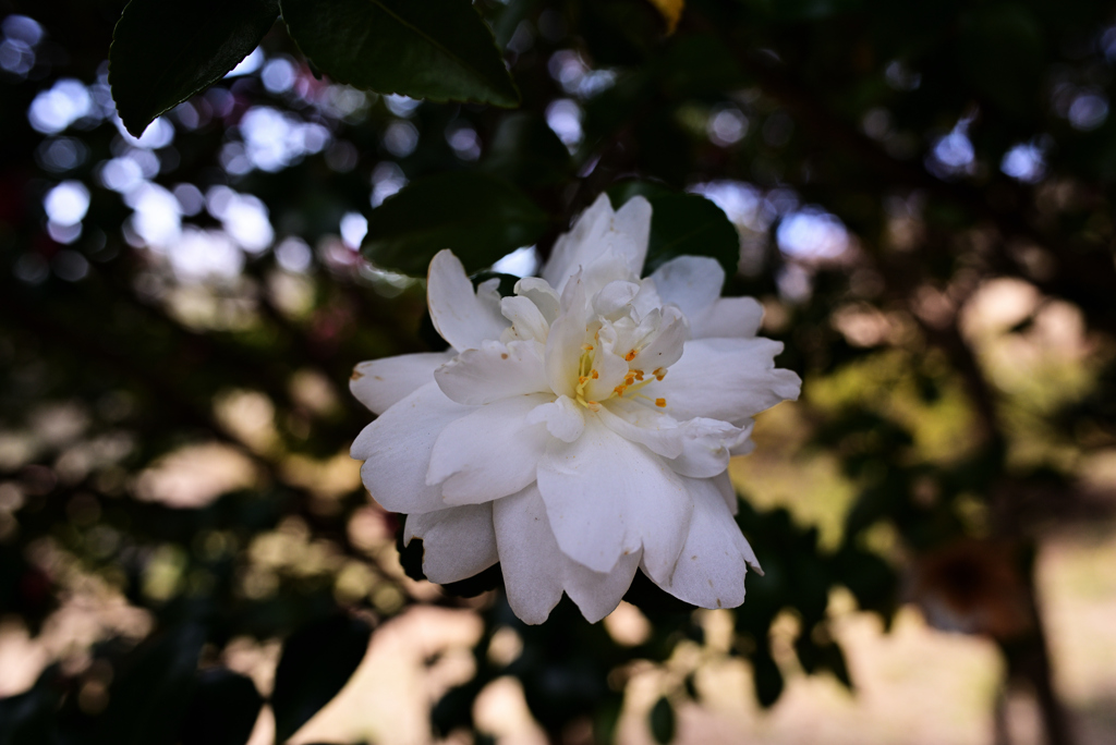 D6H_6746R