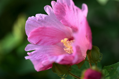 D6H_6445R