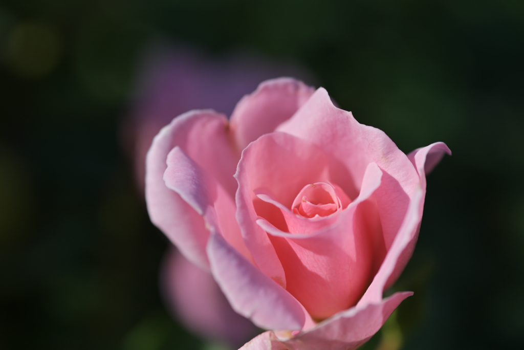 クイーンマザー