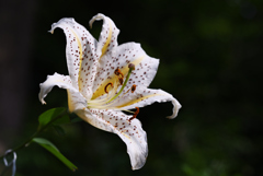 毎年この時期に咲く花