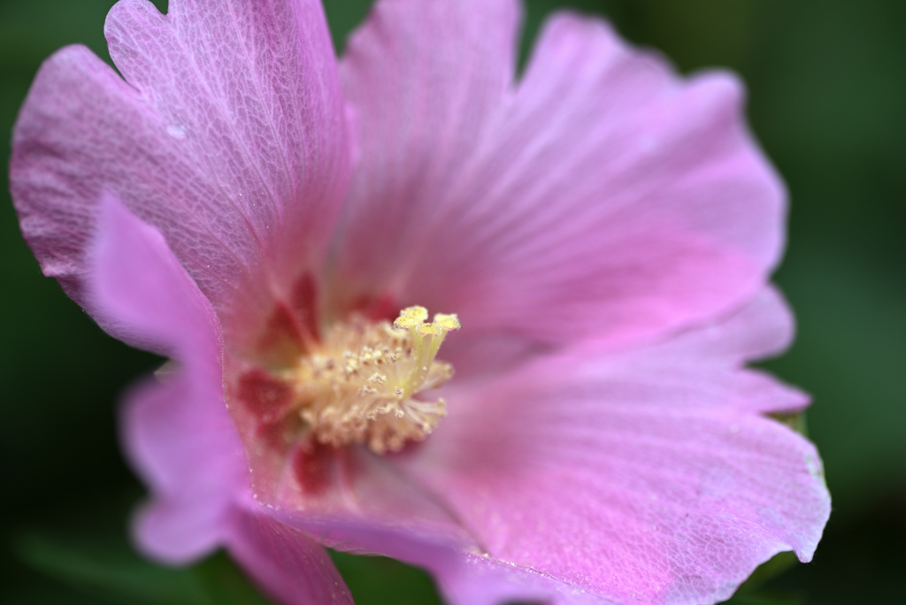D6H_6442R