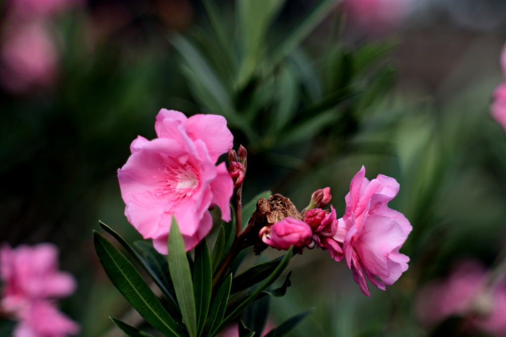 何でしょうか？この花は