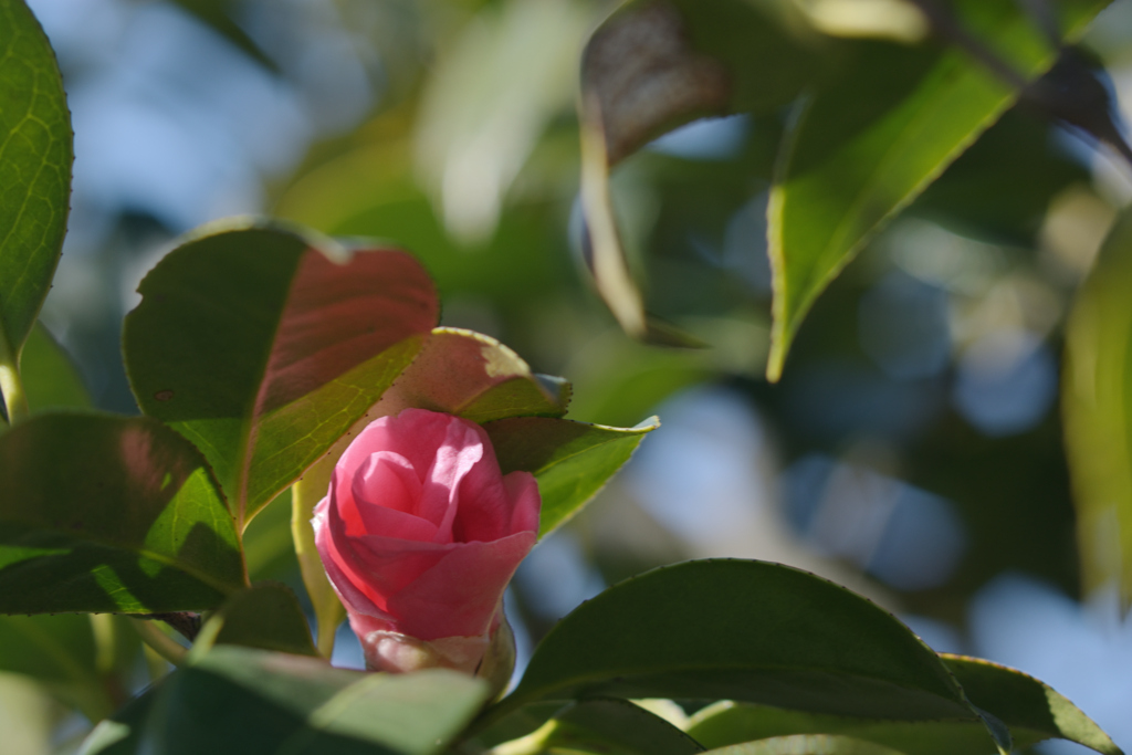 山茶花、椿、そしてもう一つ