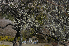 お花見日和