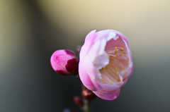 ピンクの花は春を感じます