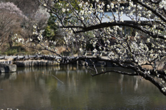 池と梅と。。と