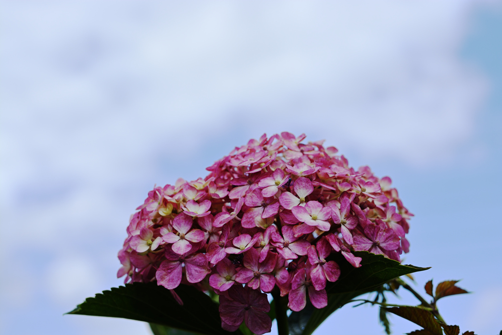 空と雲と紫陽花と