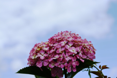 空と雲と紫陽花と