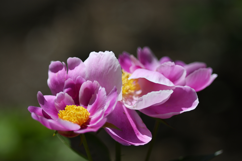 立てば芍薬