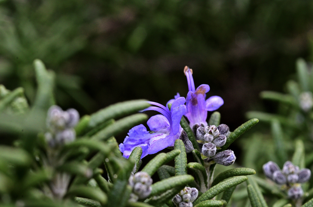 D7K_3621R