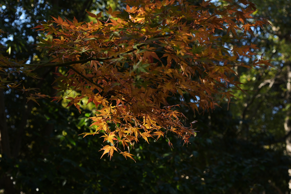 今年最後の紅葉狩り