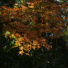 今年最後の紅葉狩り