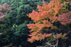 D5K_7556Raw