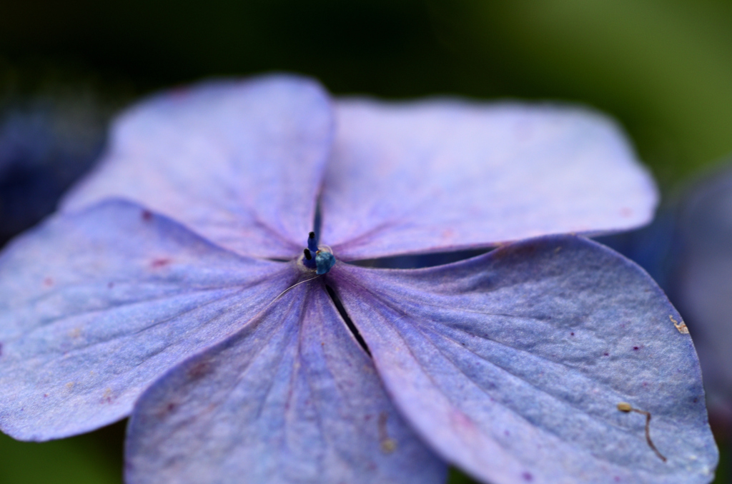 一輪の花として