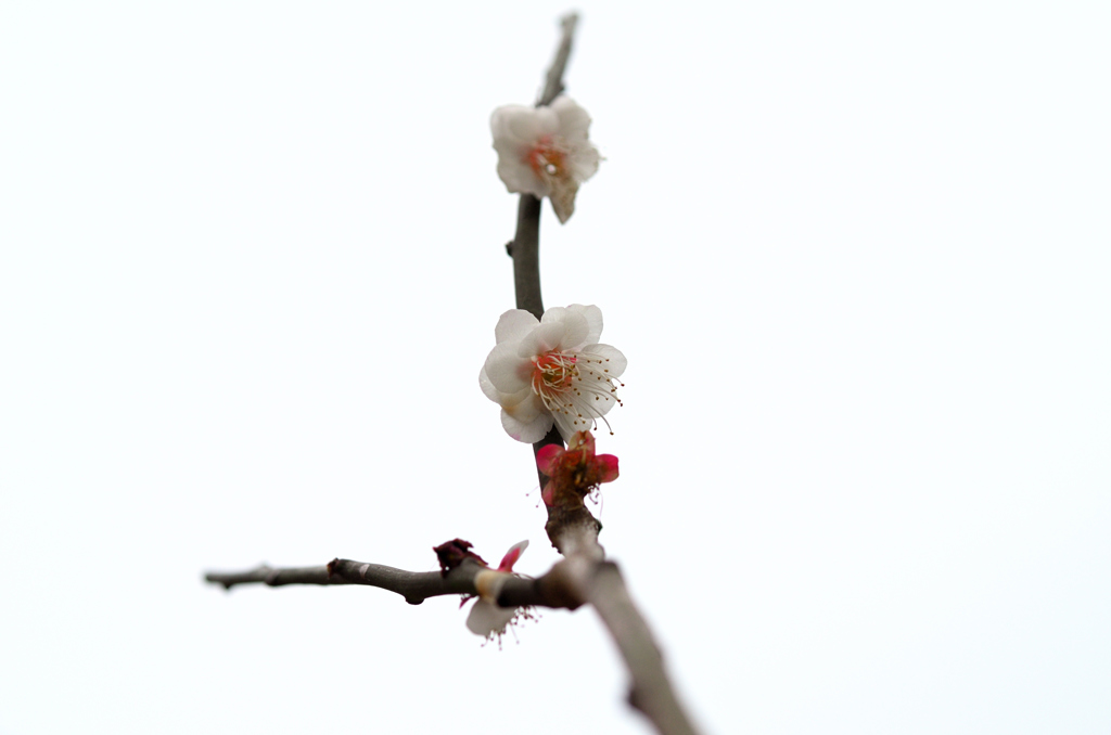 さくら2019-1