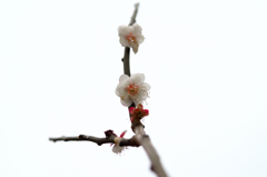 さくら2019-1