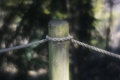 絞り開放でのCI(ソフトスクリーン)効果