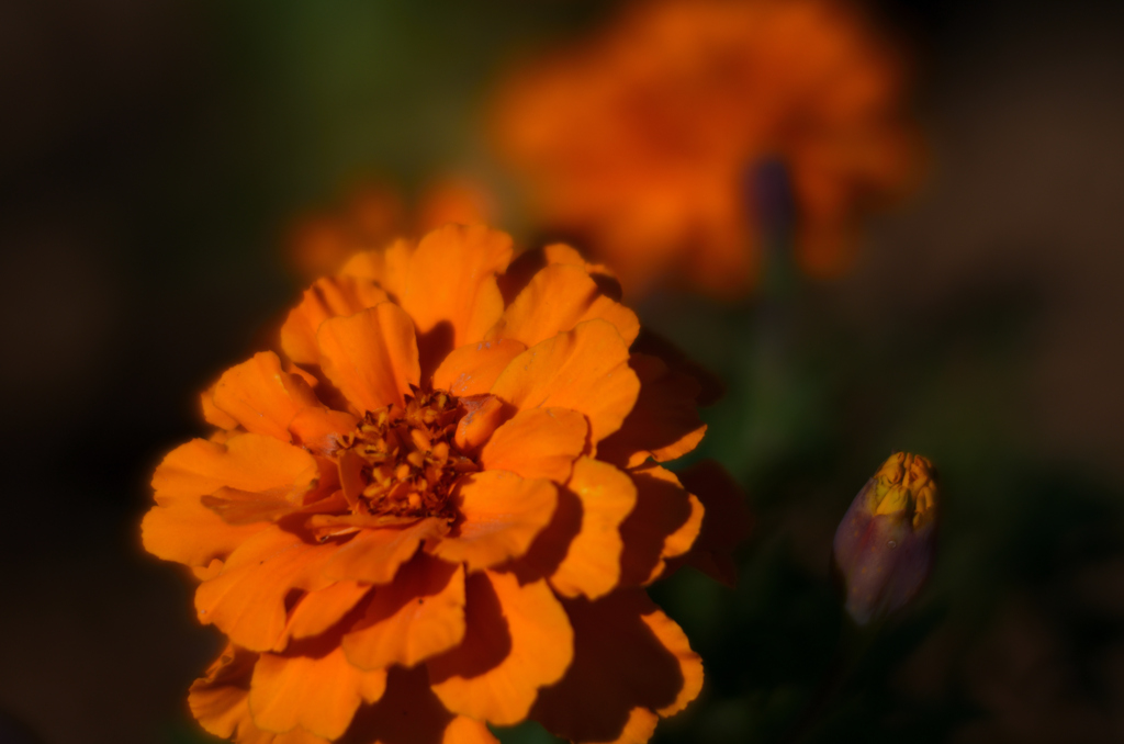 花壇の花を幻想的に撮影してみました