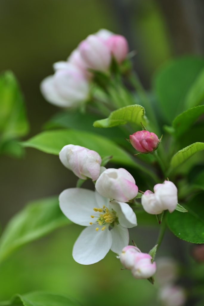 りんごの花