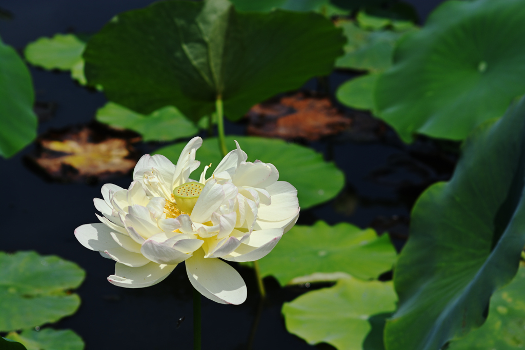 池花