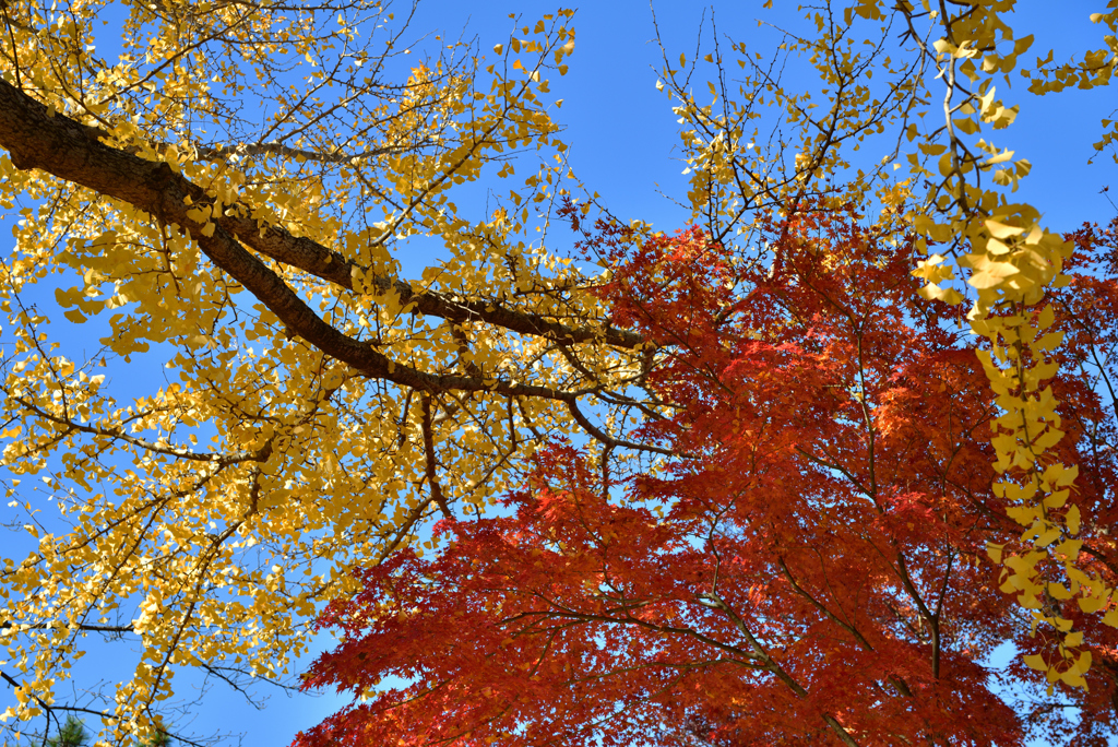 大倉山記念公園