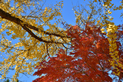 大倉山記念公園