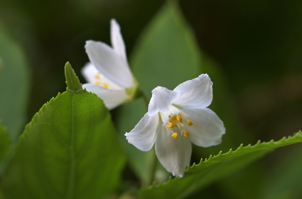 綺麗な花には棘がある。（あれ？）