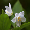 綺麗な花には棘がある。（あれ？）