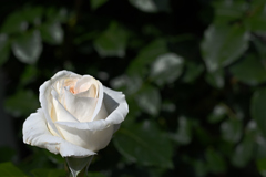 綺麗な花には棘がある