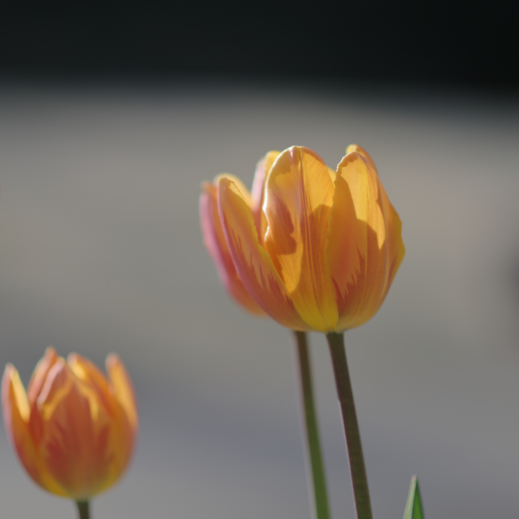 日差しがうれしい