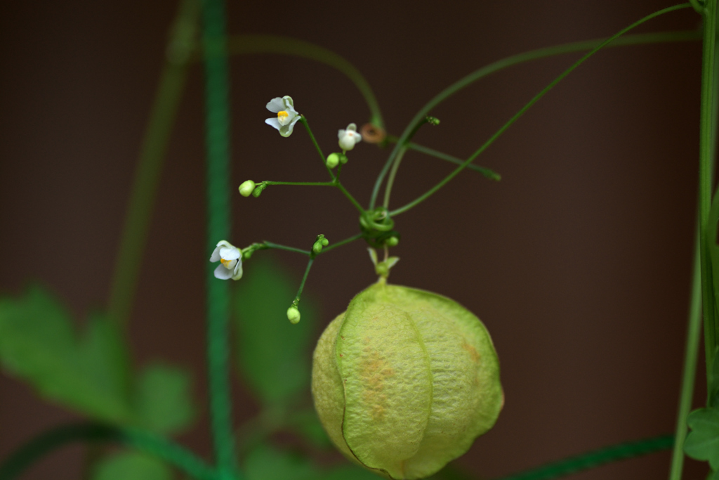 雨の止み間に！　フウセンカズラとその小さな花