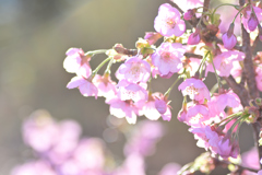 今朝の桜